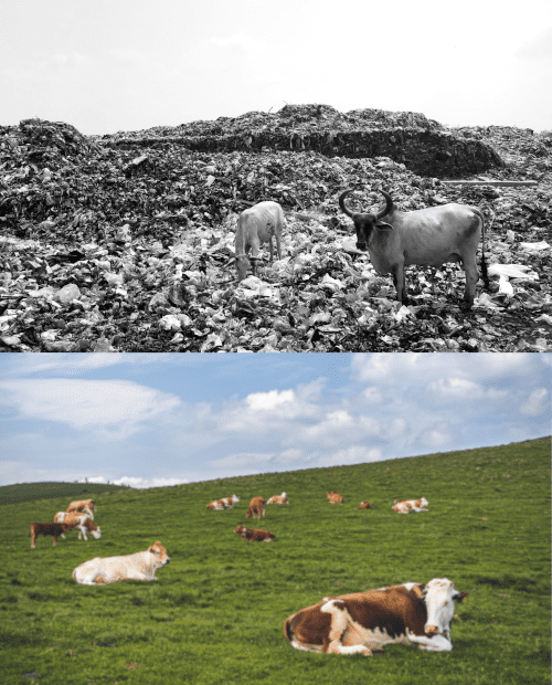 FOGO (Food Organics and Garden Organics) Landfill