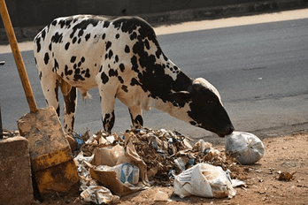 Concerning: Humans are eating plastics everyday