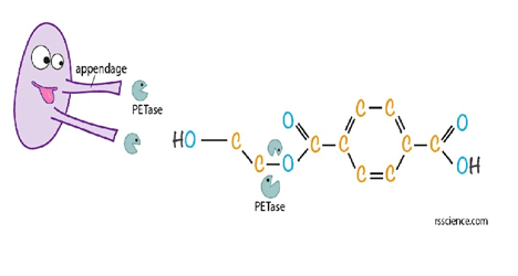 The illustration of how plastic-eating bacteria, I. sakaiensis, breaking down PET.