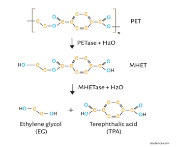 The PET degradation pathways.